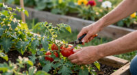 A Different Kind of Father’s Day: Nurturing Mindfulness and Care in the Garden