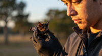 rabies bat